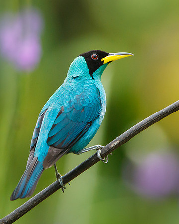 Green Honeycreeper