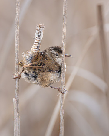 Marsh Wren