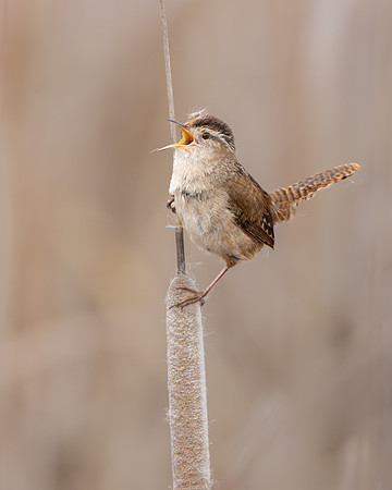 Marsh Wren