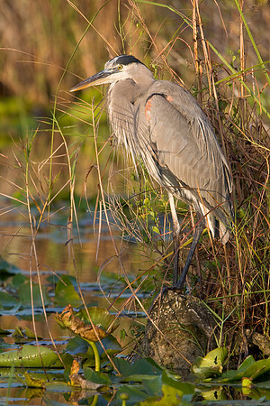 Great Blue Heron