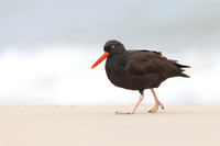 Black Oystercatcher