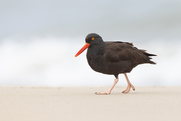 Black Oystercatcher