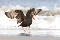Black Oystercatcher