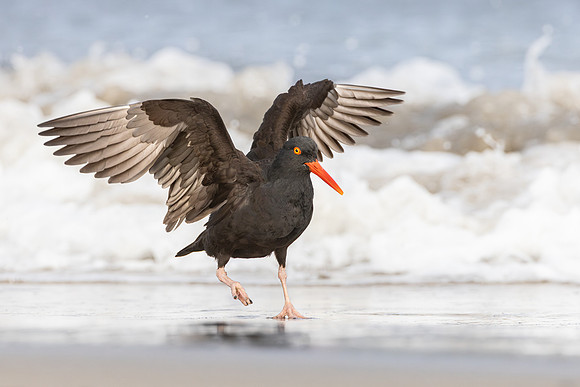 Black Oystercatcher