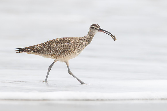 Hudsonian Whimbrel. with prey