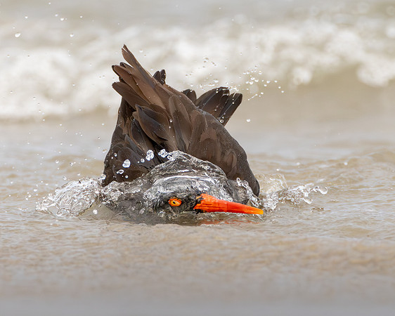 Black Oystercatcher, bathing