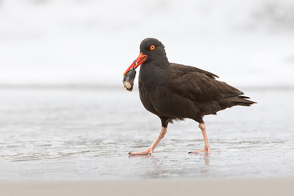 Black Oystercatcher, with prey