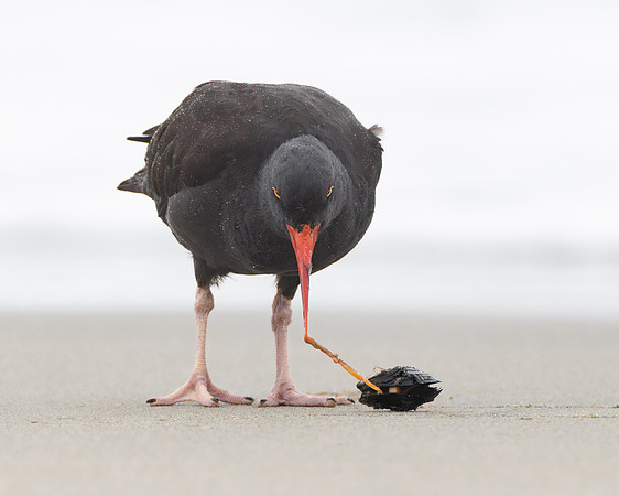 Black Oystercatcher, with prey