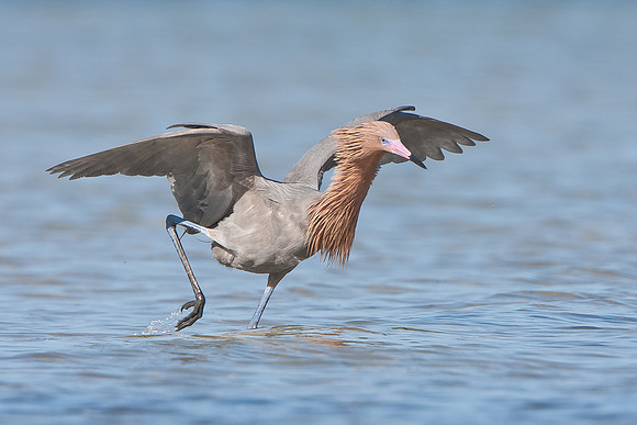 Reddish Egret
