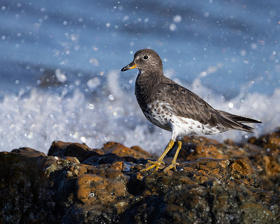 Surfbird