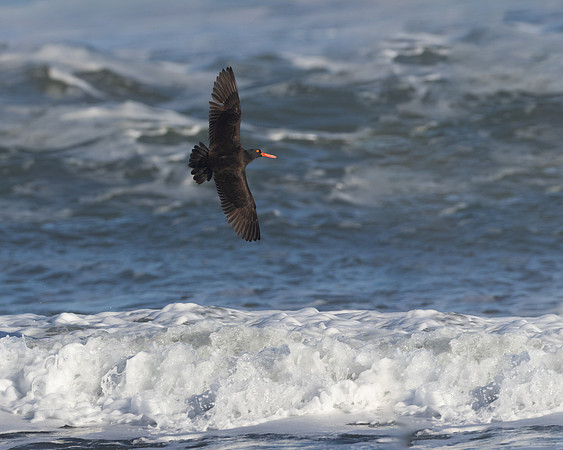 Black Oystercatcher