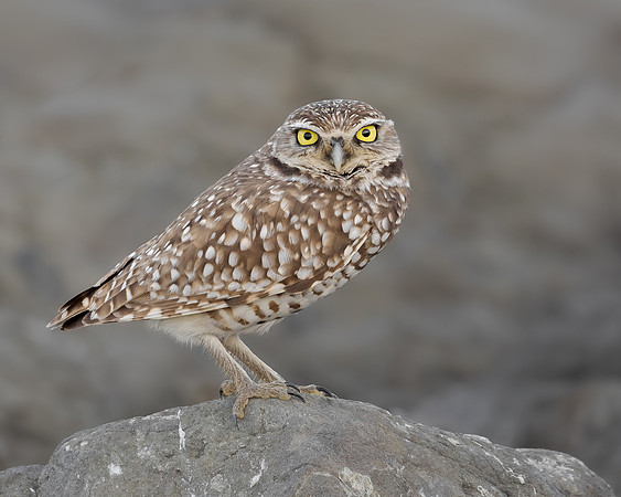 Burrowing Owl