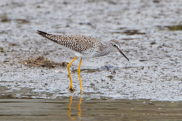 Lesser Yellowlegs