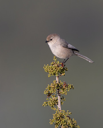 Bushtit