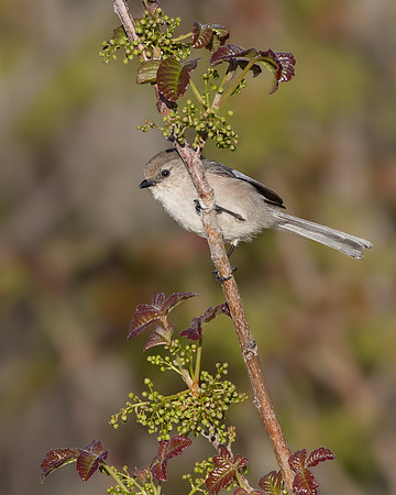 Bushtit
