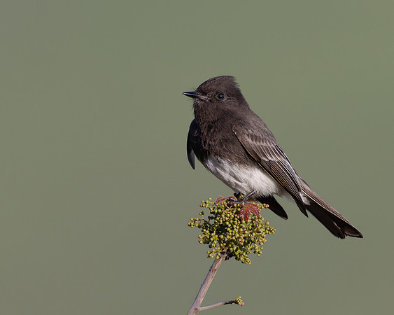 Black Phoebe