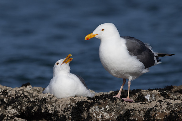 Western Gulls