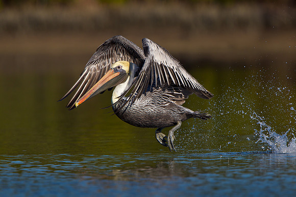 Brown Pelican, taking flight