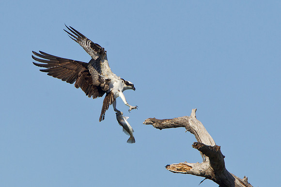 Osprey