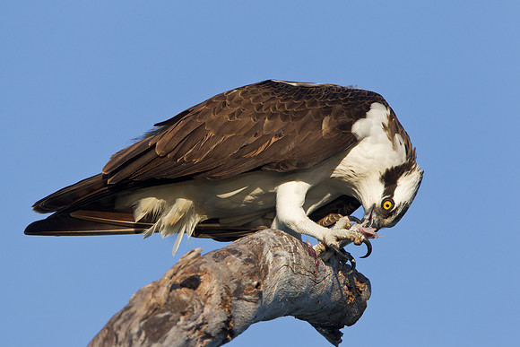 Osprey