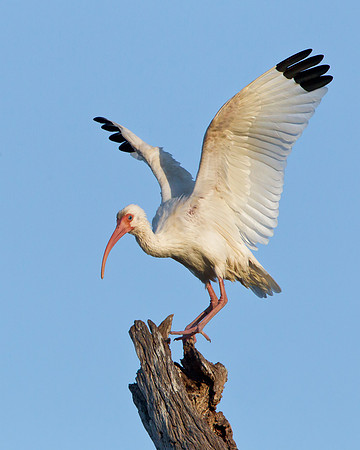 White Ibis