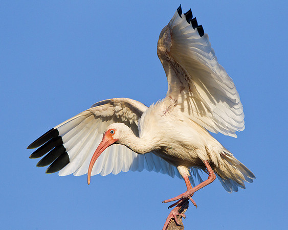 White Ibis