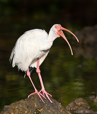 White Ibis