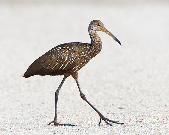 Limpkin