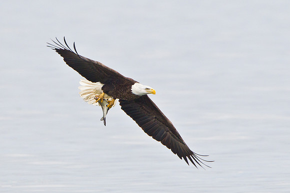 Bald Eagle