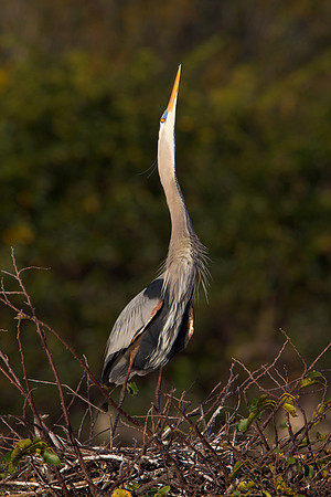Great Blue Heron, courtship display