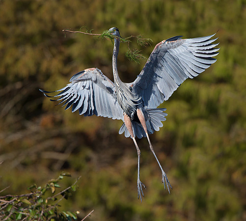 Great Blue Heron, delivering nest material