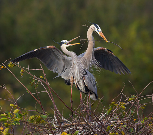 Great Blue Herons, courtship behavior
