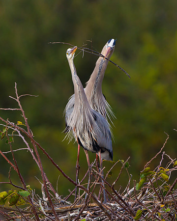 Great Blue Herons, courtship behavior
