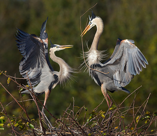 Great Blue Herons, courtship behavior