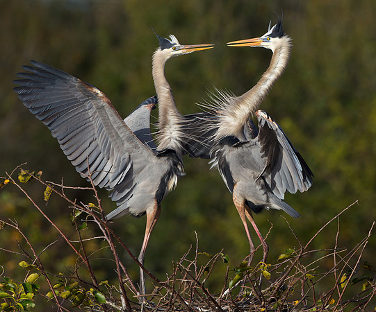 Great Blue Herons, courtship behavior