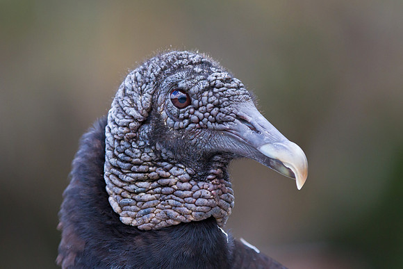 Black Vulture