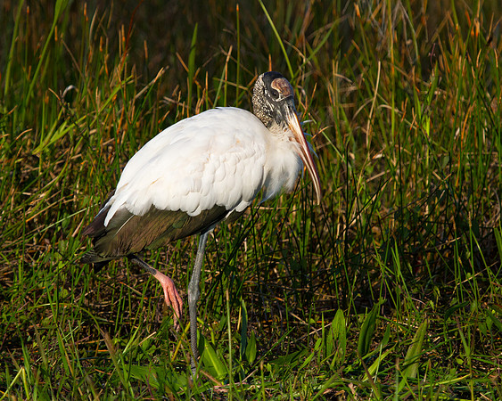 Wood Stork