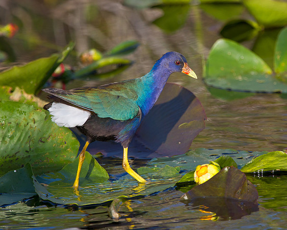 Purple Gallinule, male