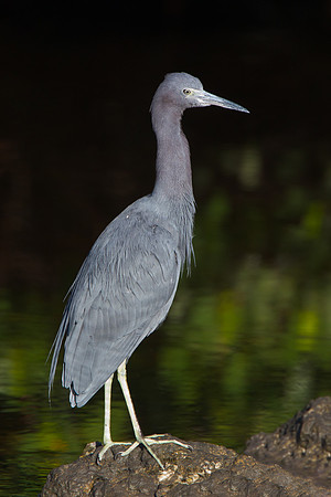 Little Blue Heron