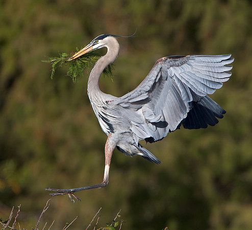 Great Blue Heron, delivering nest material