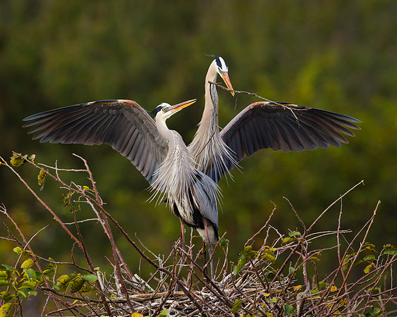 Great Blue Herons, courtship behavior