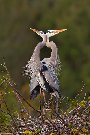 Great Blue Herons, courtship behavior