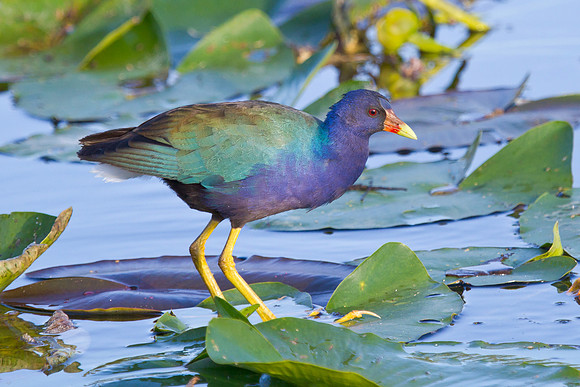 Purple Gallinule, male