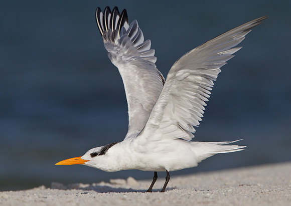 Royal Tern, wing stretch