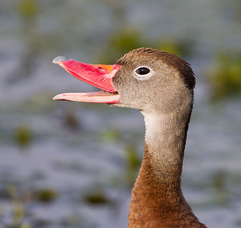 Black-bellied Whistling-Duck