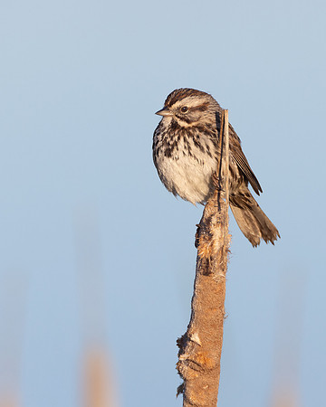 Song Sparrow