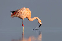 Chilean Flamingo (escapee), feeding