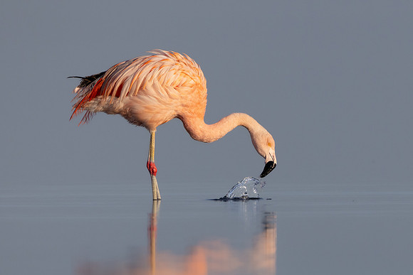 Chilean Flamingo (escapee), feeding
