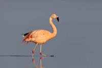 Chilean Flamingo (escapee)