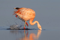 Chilean Flamingo; foot-stomping feeding behavior